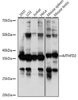 MTHFD2 Rabbit Polyclonal Antibody - image 1