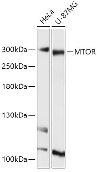 MTOR Rabbit Polyclonal Antibody - image 1