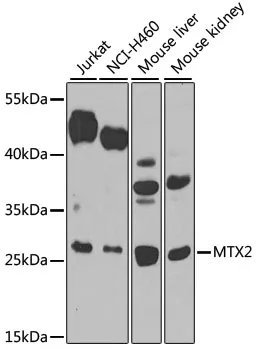 MTX2 Rabbit Polyclonal Antibody - image 1