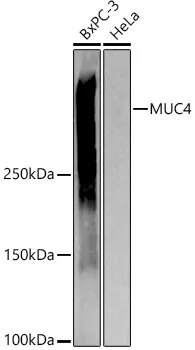 MUC4 Rabbit Polyclonal Antibody - image 1
