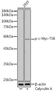 c-Myc (MYC) Rabbit Polyclonal Antibody - image 1