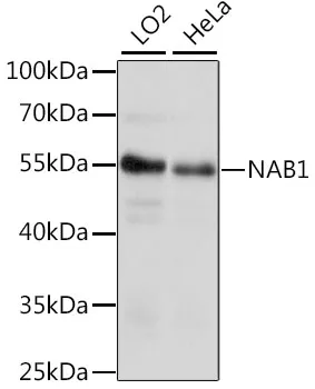 NAB1 Rabbit Polyclonal Antibody - image 1