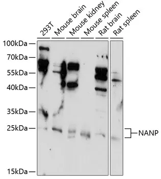 NANP Rabbit Polyclonal Antibody - image 1