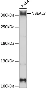 NBEAL2 Rabbit Polyclonal Antibody - image 1