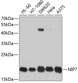 NIP7 Rabbit Polyclonal Antibody - image 1