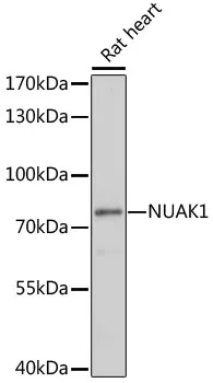 ARK5 (NUAK1) Rabbit Polyclonal Antibody - image 1