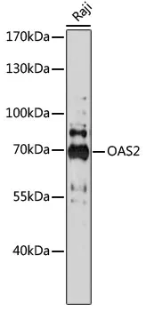 OAS2 Rabbit Polyclonal Antibody - image 1