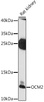 OCM2 Rabbit Polyclonal Antibody - image 1