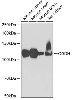 OGDH Rabbit Polyclonal Antibody - image 1