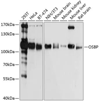 OSBP1 (OSBP) Rabbit Polyclonal Antibody - image 1