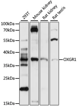 OXGR1 Rabbit Polyclonal Antibody - image 1