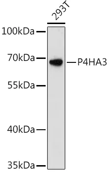 P4HA3 Rabbit Polyclonal Antibody - image 1