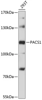 PACS1 Rabbit Polyclonal Antibody - image 1