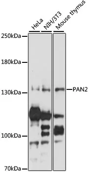PAN2 Rabbit Polyclonal Antibody - image 1