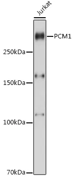 PCM1 Rabbit Polyclonal Antibody - image 1