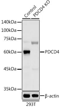 PDCD4 Rabbit Polyclonal Antibody - image 1