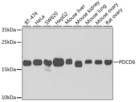 PDCD6 Rabbit Polyclonal Antibody - image 1