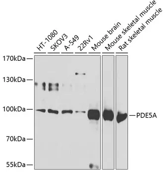 PDE5A Rabbit Polyclonal Antibody - image 1