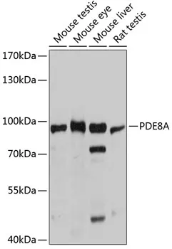 PDE8A Rabbit Polyclonal Antibody - image 1