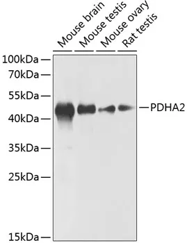 PDHA2 Rabbit Polyclonal Antibody - image 1