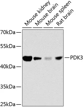 PDK3 Rabbit Polyclonal Antibody - image 1