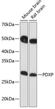 PDXP Rabbit Polyclonal Antibody - image 1