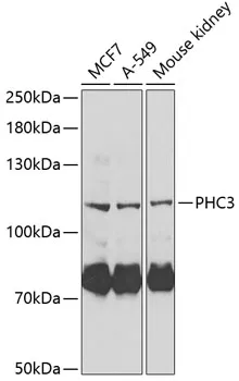 PHC3 Rabbit Polyclonal Antibody - image 1