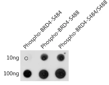 BRD4 Rabbit Polyclonal Antibody - image 1