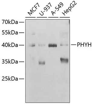PHYH Rabbit Polyclonal Antibody - image 1