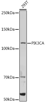 PI 3 Kinase catalytic subunit alpha (PIK3CA) Rabbit Polyclonal Antibody - image 1