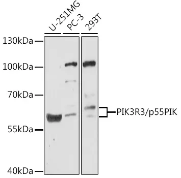 PI 3 Kinase p55 gamma (PIK3R3) Rabbit Polyclonal Antibody - image 1