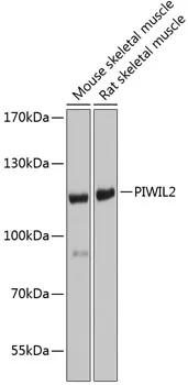 Piwil2 Rabbit Polyclonal Antibody - image 1