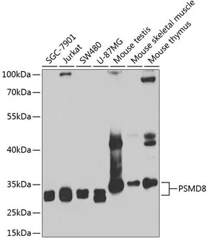 PSMD8 Rabbit Polyclonal Antibody - image 1