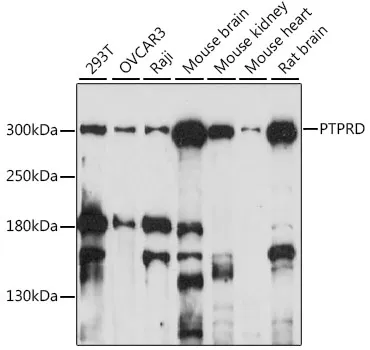 PTPRD Rabbit Polyclonal Antibody - image 1