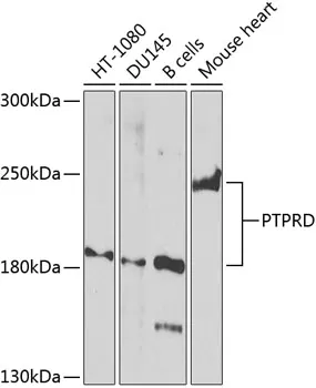 PTPRD Rabbit Polyclonal Antibody - image 1