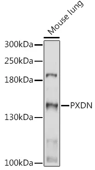 PXDN Rabbit Polyclonal Antibody - image 1
