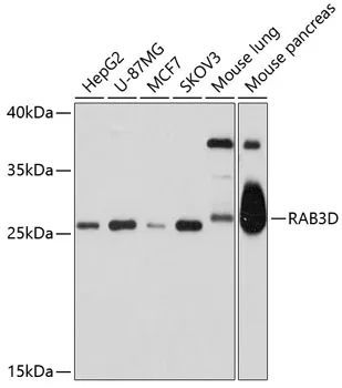 RAB3D Rabbit Polyclonal Antibody - image 1
