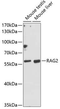 RAG2 Rabbit Polyclonal Antibody - image 1