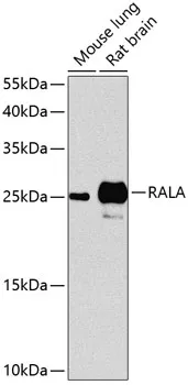 RALA Rabbit Polyclonal Antibody - image 1