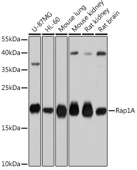 RAP1A Rabbit Polyclonal Antibody - image 1