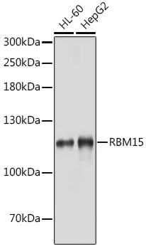 RBM15 Rabbit Polyclonal Antibody - image 1