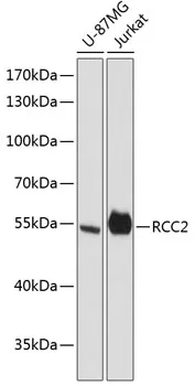 RCC2 Rabbit Polyclonal Antibody - image 1