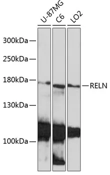 Reelin (RELN) Rabbit Polyclonal Antibody - image 1
