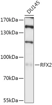 RFX2 Rabbit Polyclonal Antibody - image 1