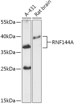 RNF144 (RNF144A) Rabbit Polyclonal Antibody - image 1
