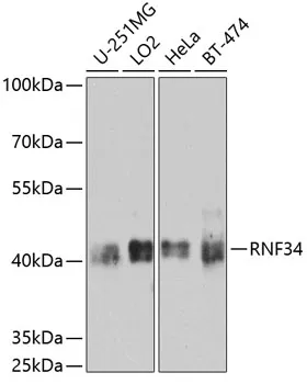 RNF34 Rabbit Polyclonal Antibody - image 1