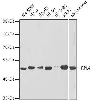 RPL4 Rabbit Polyclonal Antibody - image 1