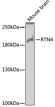 Nogo A (RTN4) Rabbit Polyclonal Antibody - image 1