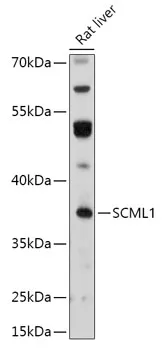 SCML1 Rabbit Polyclonal Antibody - image 1
