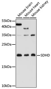 SDHD Rabbit Polyclonal Antibody - image 1